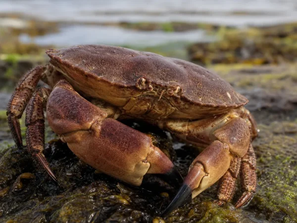 Krab jadalny - Cancer pagurus - krab