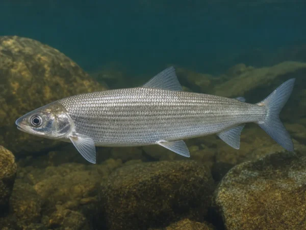 Coregonus oxyrinchus