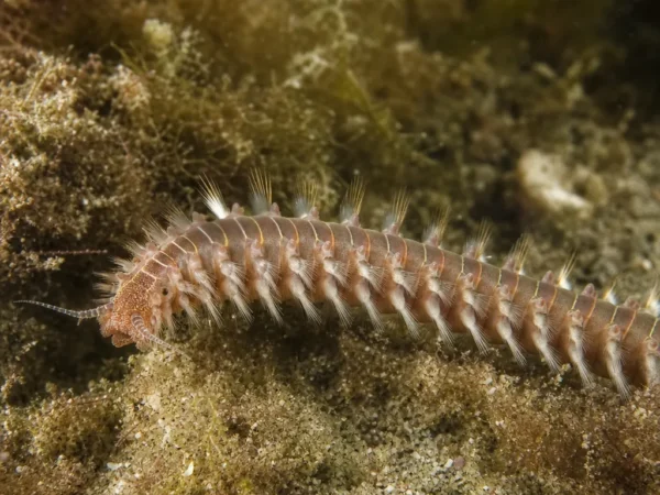 Tylorrhynchus heterochaetus - Tylorrhynchus heterochaetus - wieloszczet