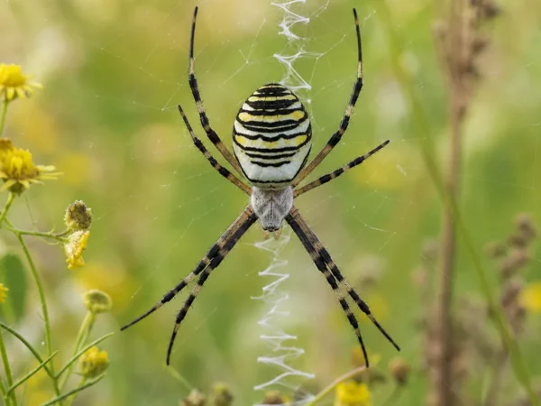 Tygrzyk paskowany - Argiope bruennichi - pająk
