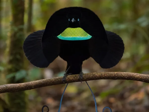 Arlekinek (ptak rajski) – Parotia sefilata