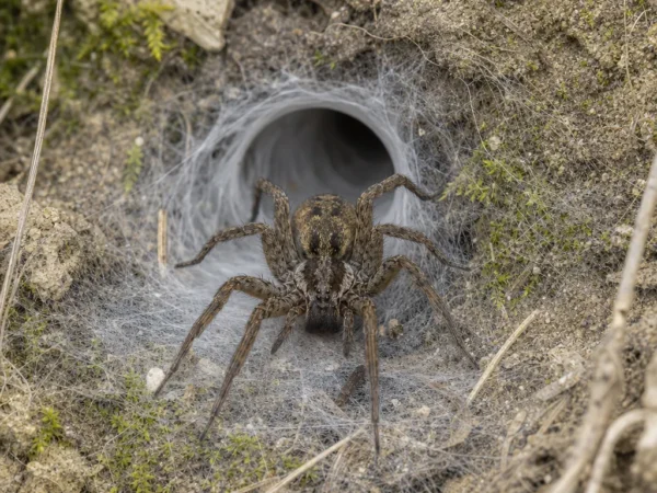 Lejkówka labiryntowa - Agelena labyrinthica - pająk