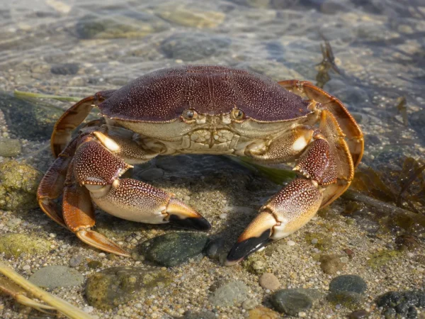 Krab Dungeness - Metacarcinus magister - krab