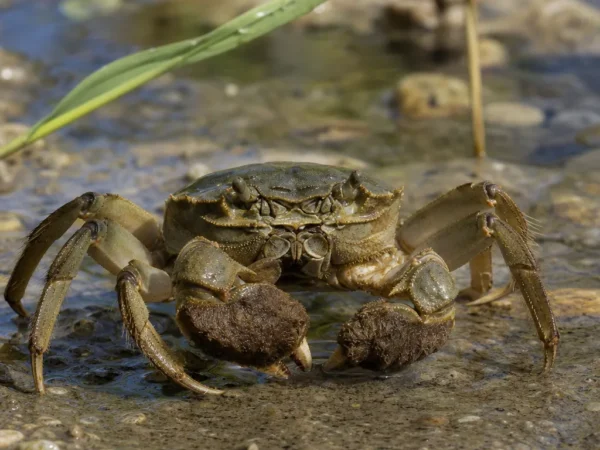 Krab wełnistoszczypcy - Eriocheir sinensis - krab