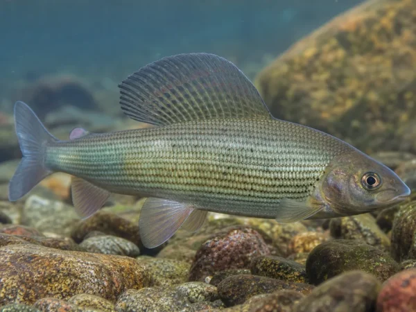 Thymallus arcticus