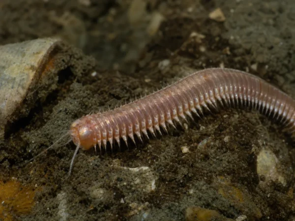 Glycera dibranchiata - Glycera dibranchiata - wieloszczet