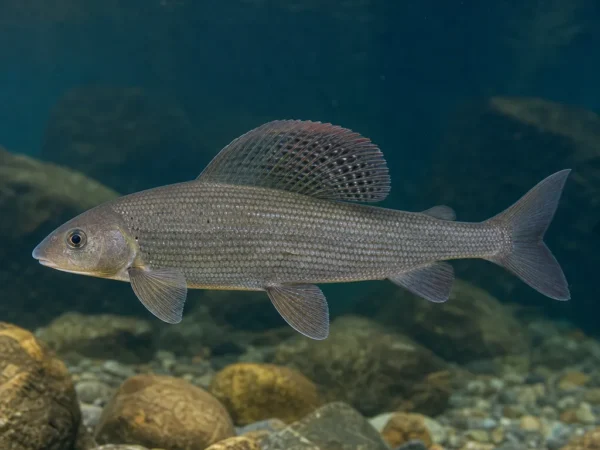 Thymallus brevirostris