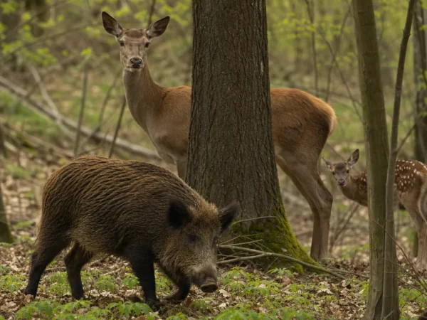 Zwierzęta lasu liściastego