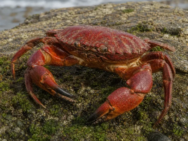 Krab skalny czerwony - Cancer productus - krab