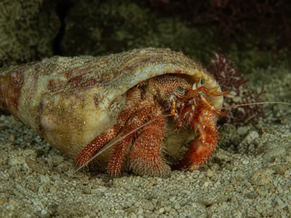Krab pustelnik Calcinus tibicen – Calcinus tibicen