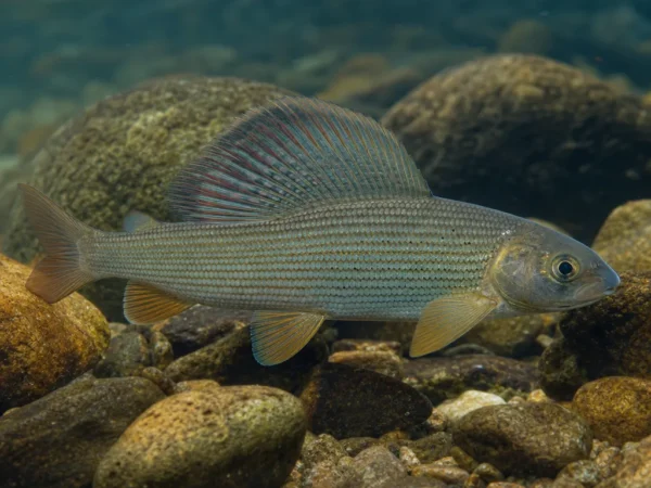 Thymallus baicalensis
