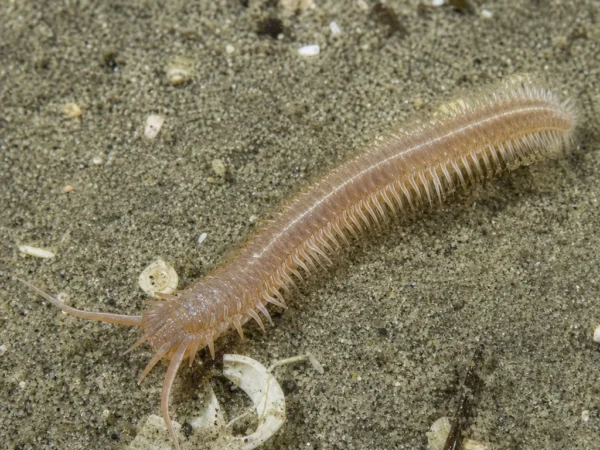 Glycera alba - Glycera alba - wieloszczet