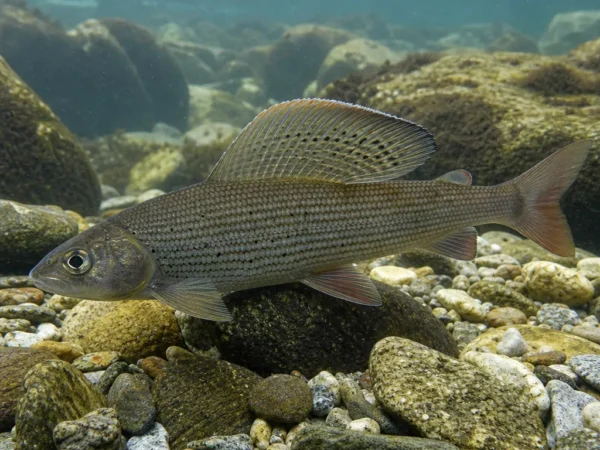 Thymallus grubii