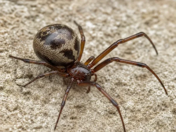 Fałszywa wdowa wielka - Steatoda grossa - pająk