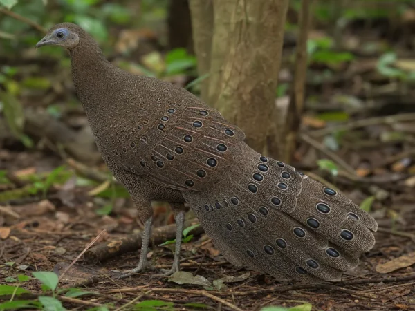 Argus malajski – Argusianus argus