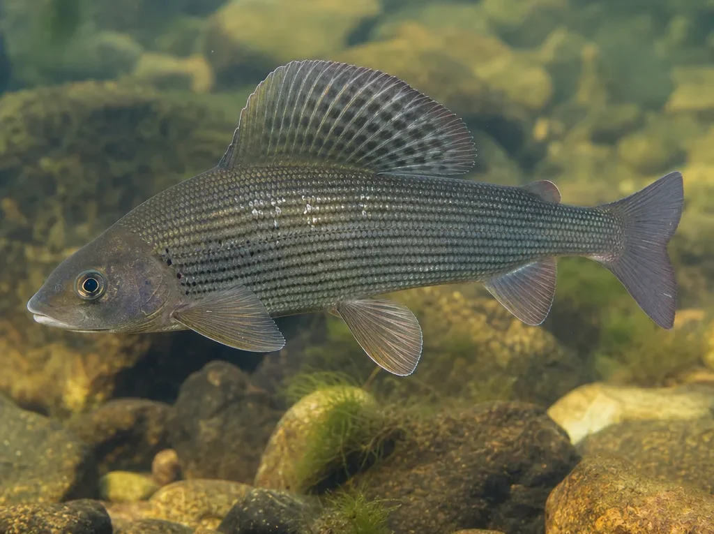 Thymallus mertensii