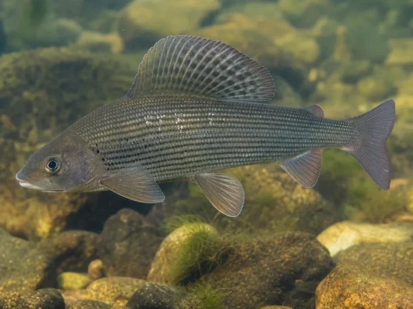 Thymallus mertensii