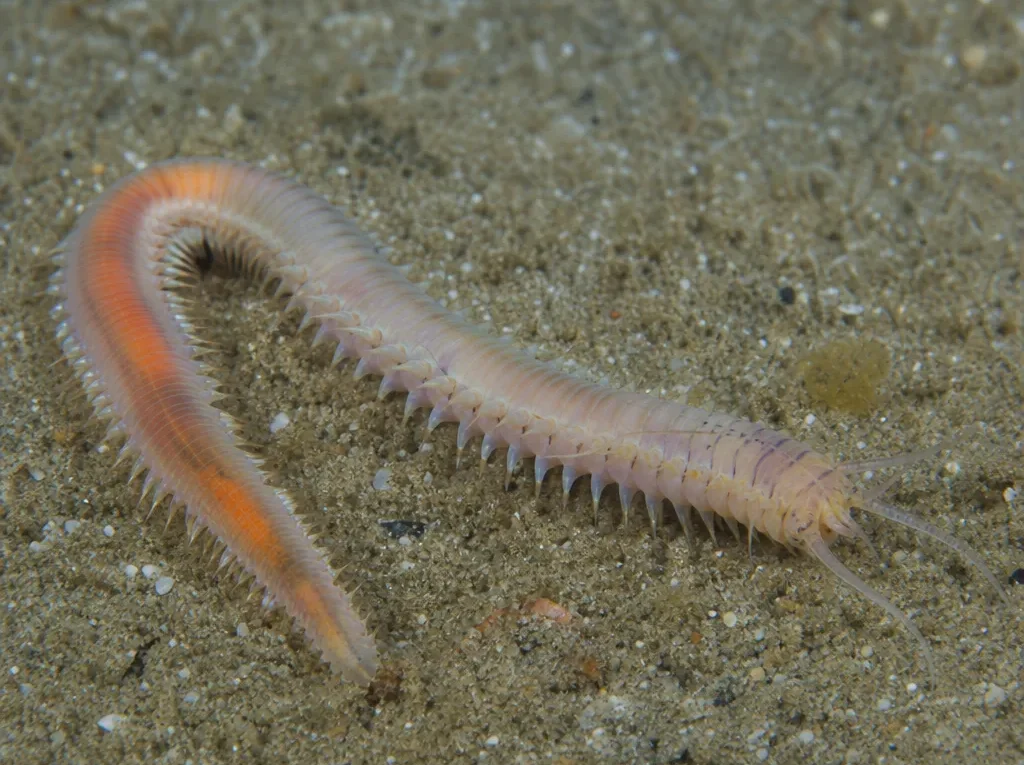 Glycera tridactyla - Glycera tridactyla - wieloszczet