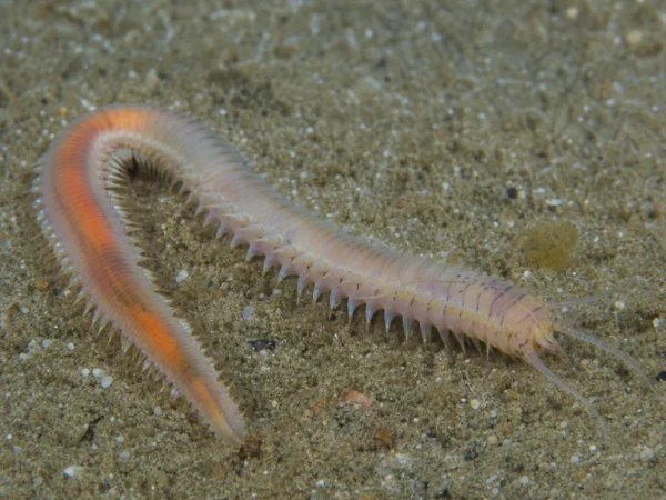 Glycera tridactyla - Glycera tridactyla - wieloszczet