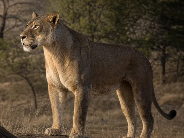 Lew amerykański - Panthera atrox