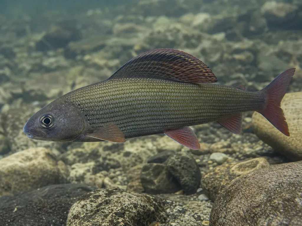 Thymallus nigrescens