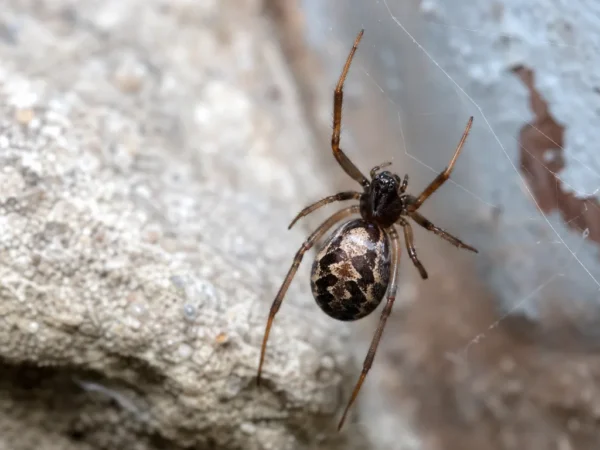 Fałszywa wdowa trójkątna - Steatoda triangulosa - pająk
