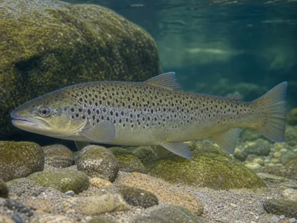 Salmo obtusirostris