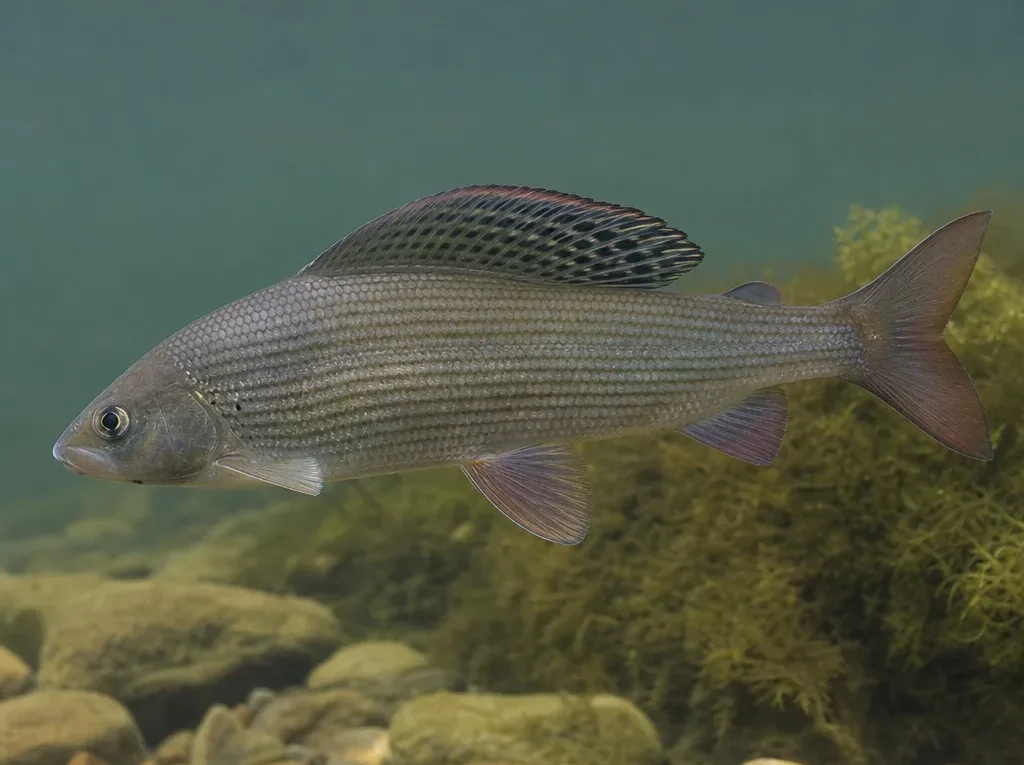 Thymallus pallasii
