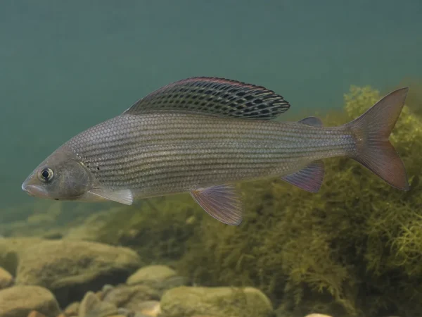 Thymallus pallasii
