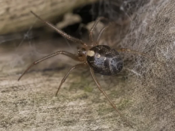 Zyzuś tłuścioch - Steatoda bipunctata - pająk