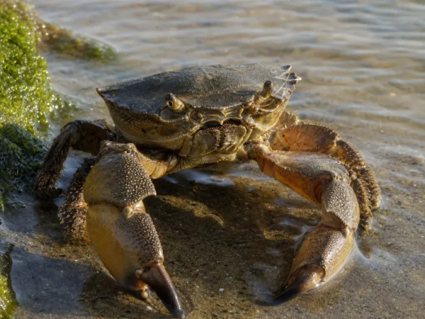 Krab kamienny zatokowy - Menippe adina - krab