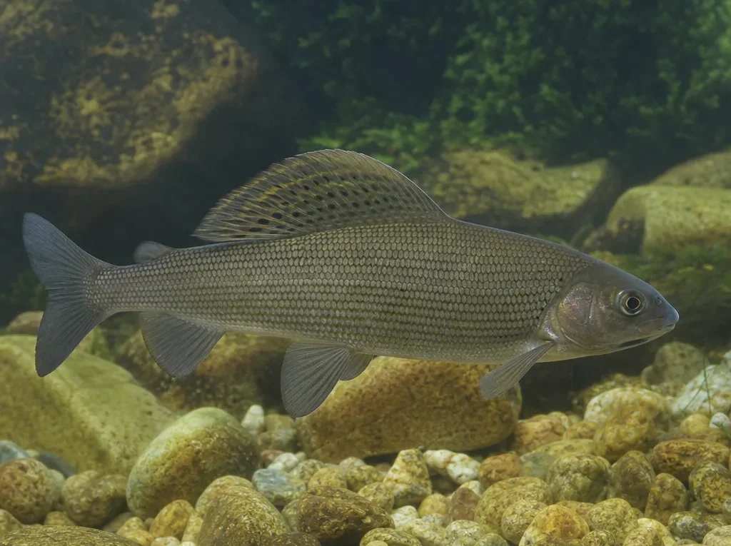 Thymallus svetovidovi