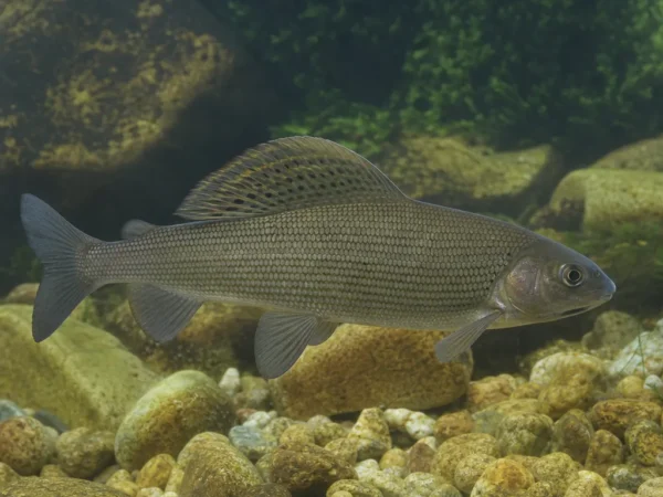 Thymallus svetovidovi