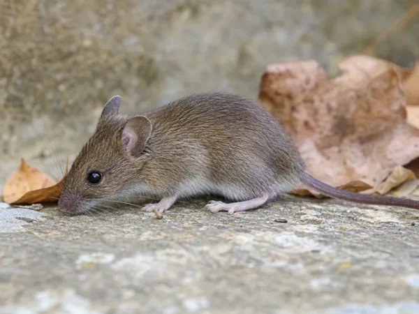 Mysz domowa dzika – Mus musculus domesticus