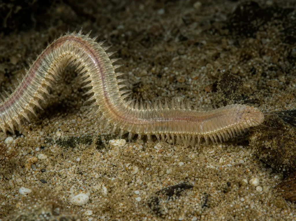 Glycera capitata - Glycera capitata - wieloszczet