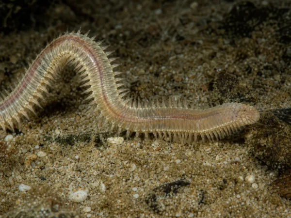 Glycera capitata - Glycera capitata - wieloszczet
