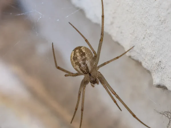 Klejnotka domowa - Parasteatoda tepidariorum - pająk