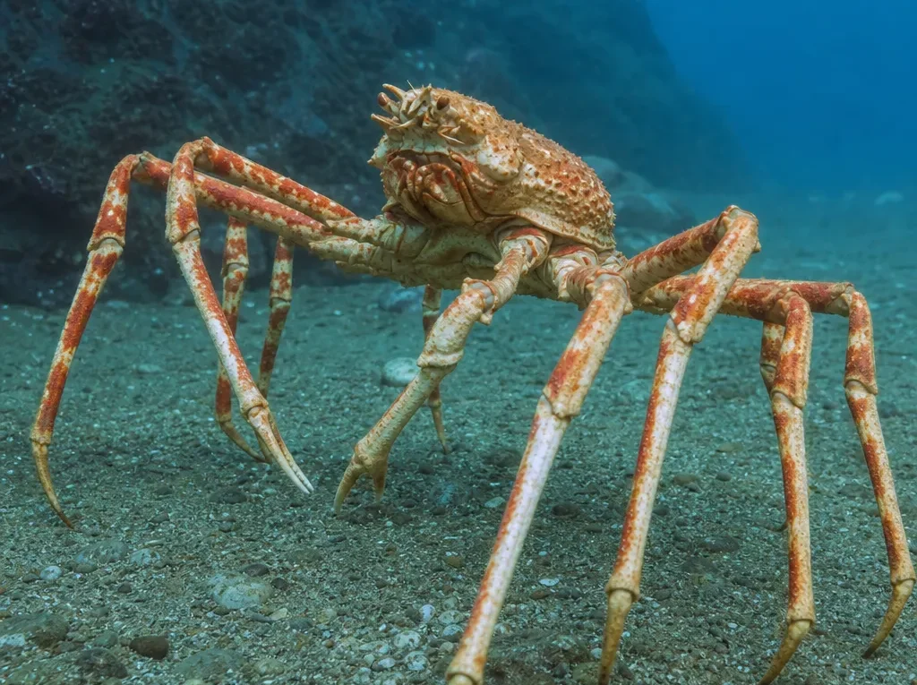 Krab pająk japoński - Macrocheira kaempferi - krab pająk