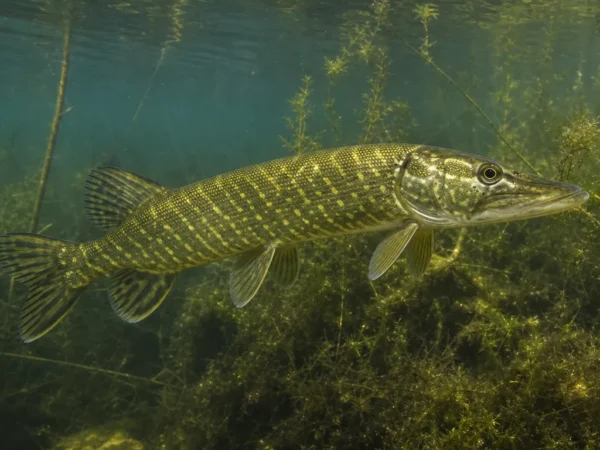 Szczupak pospolity - Esox lucius