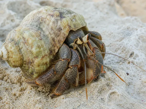Krab pustelnik Calcinus laevimanus – Calcinus laevimanus