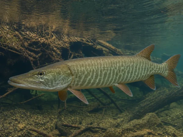 Esox masquinongy