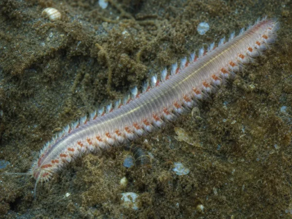 Goniada maculata - Goniada maculata - wieloszczet