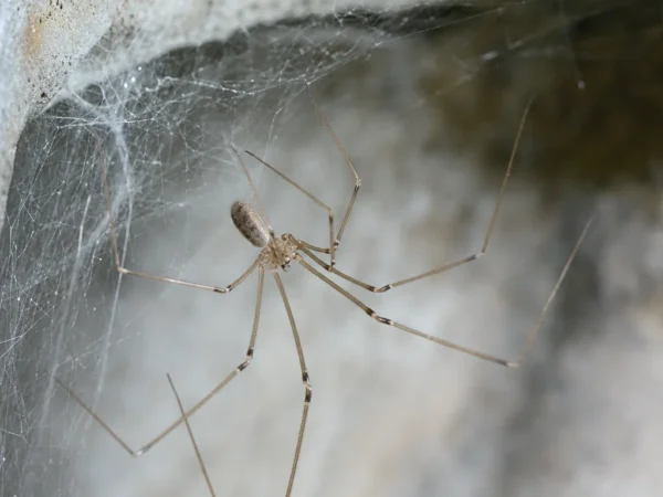 Nasosznik trzęś - Pholcus phalangioides - pająk