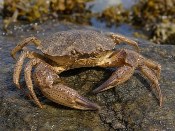 Krab pająk europejski - Maja squinado - krab pająk