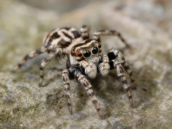 Skakun arlekinowy - Salticus scenicus - pająk
