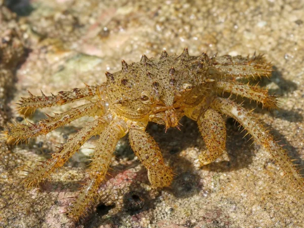 Krab pająk kolczasty - Maja brachydactyla - krab pająk