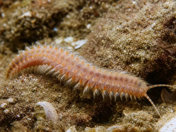 Goniada emerita - Goniada emerita - wieloszczet