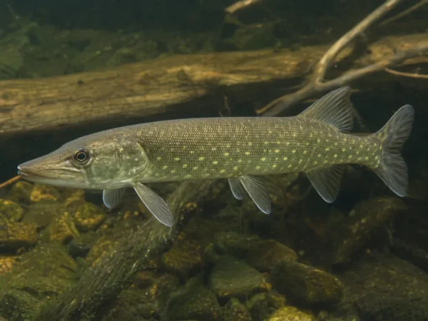 Esox reichertii