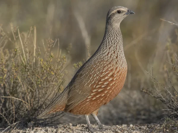 Babax rdzawy – Babax lanceolatus