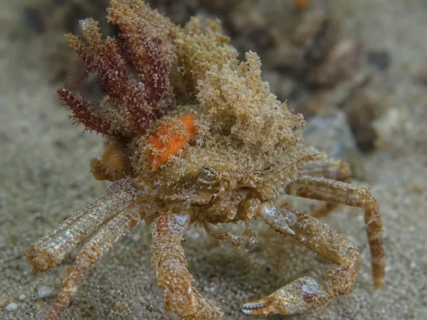 Krab dekorator - Oregonia gracilis - krab